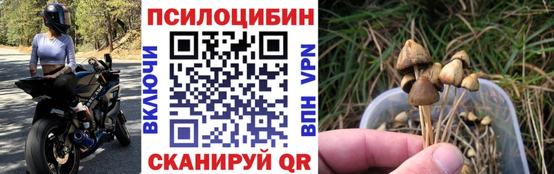 купить наркотики цена Ивдель Галлюциногенные грибы Cubensis